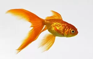 Images Dated 2nd February 2006: Goldfish