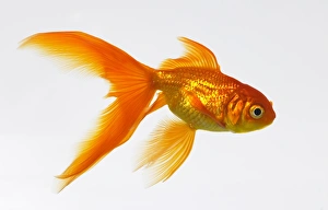 Images Dated 2nd February 2006: Goldfish