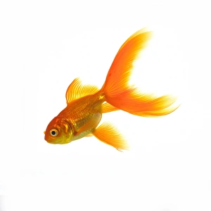 Images Dated 2nd February 2006: Goldfish