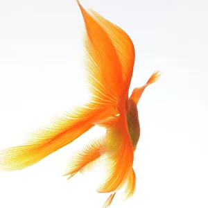 Images Dated 2nd February 2006: Goldfish