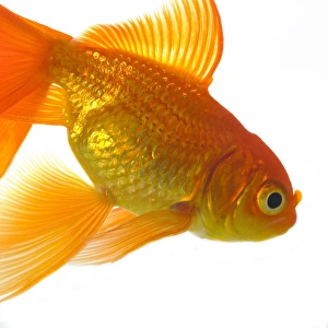 Images Dated 2nd February 2006: Goldfish