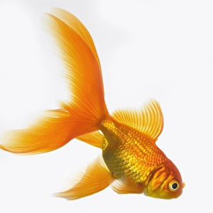 Images Dated 2nd February 2006: Goldfish