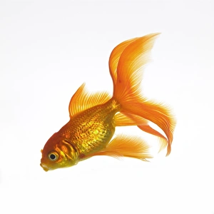 Images Dated 2nd February 2006: Goldfish