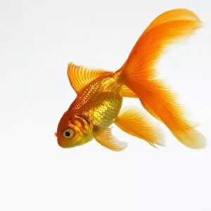 Images Dated 2nd February 2006: Goldfish