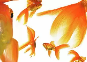 Images Dated 3rd March 2008: Goldfish