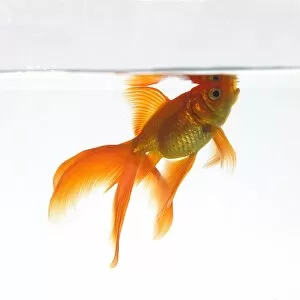 Goldfish swimming just below the surface
