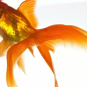 Detail of a goldfish tail