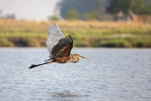 Wing Prints: Goliath heron (Ardea goliath) in flight, Chobe National Park, Botswana, Africa