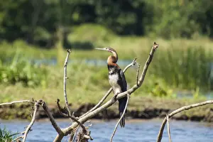 Heron Prints: Goliath heron (Ardea goliath), Murchison Falls National Park, Uganda, East Africa, Africa
