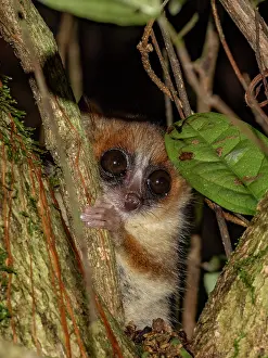 Small Prints: Goodmans mouse lemur seen resting in a tree during a night observation in Madagascar's forest