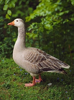Goose, Godalming, Surrey, England, UK