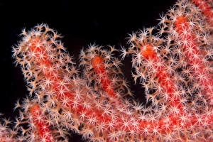 Sealife Prints: Gorgonian fan (Melithaeidae) polyps open and feeding, Queensland, Australia, Pacific