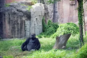 Images Dated 2nd September 2008: A gorilla sitting at Beijing Zoo, Beijing, China, Asia