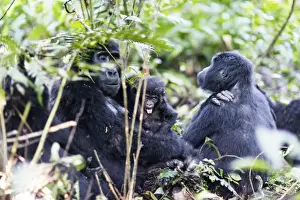 Gorillas, Rushegura Group, baby gorilla (Gorilla gorilla beringei), Bwindi Impenetrable