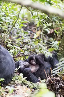 Uganda Prints: Gorillas, Rushegura Group, baby gorilla (Gorilla gorilla beringei), Bwindi Impenetrable