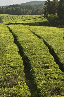 San Miguel Prints: The Gorreana Tea Plantation, San Miguel, Azores, Portugal, Europe