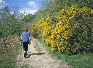 Herefordshire Prints: Gorse in bloom and walker, Croft, Herefordshire, England, United Kingdom, Europe
