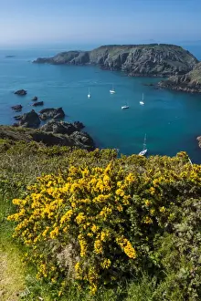 Sark Prints: Gorse blooming on the west of coast of Sark with a view of the island of Brecqhou