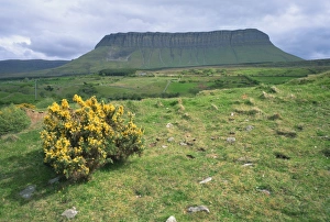 Connacht Prints: Gorse bush and fields below Benbulben Mountain in County Sligo