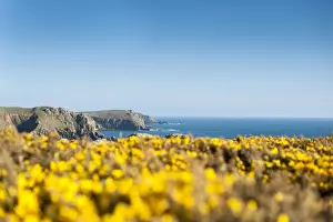 Botanical Prints: Gorse covered cliffs along Cornish coastline near Lands End at the westernmost part