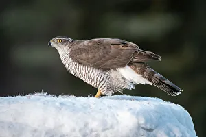 Wintry Prints: Goshawk (Accipiter gentilis), female, Finland, Europe