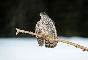 Wintry Prints: Goshawk (Accipiter gentilis), female, in a threatening posture, Finland, Europe