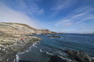 Flightless Bird Gallery: Gourdin Island, Antarctica, Polar Regions