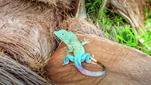 Bermuda Prints: Graham's Anole lizard displays vibrant colors on a tropical background in Bermuda