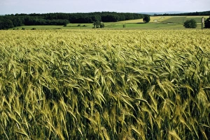Surface Level Prints: Grain field, agricultural landscape, near Retz, Lower Austria, Austria, Europe