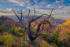Grand Canyon Prints: Grand Canyon view from the east slope of Buggeln Hill on the South Rim, Grand Canyon