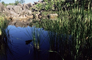 Reed Prints: Grande Anse