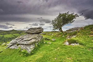 Heritage Site Prints: A granite boulder beside a hawthorn tree (Crataegus monogyna)