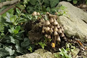 Grannys bonnets (gregarious elf caps ) (clustered bonnet) fungi (Mycena inclinata) growing from rotten treestump, Wiltshire, England, United Kingdom, Europe