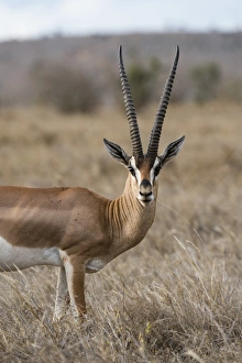 Horns Prints: A Grants gazelle (Gazella granti), looks into the camera, Tsavo, Kenya, East Africa