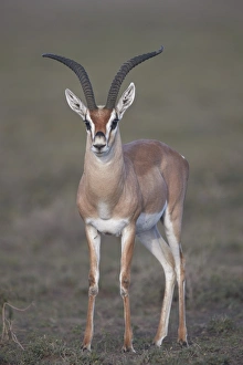 Tanzania Prints: Grants Gazelle (Gazella granti) buck, Ngorongoro Conservation Area, Tanzania, East Africa