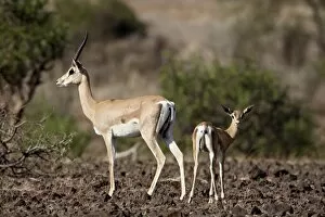 Images Dated 27th September 2007: Grants gazelle (Gazella granti) female and calf, Samburu National Reserve
