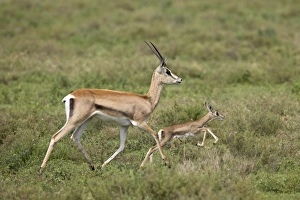 Mother And Young Prints: Grants Gazelle (Gazella granti) mother and baby, Serengeti National Park