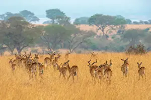 Savannah Prints: Grant's gazelle herd in Murchison Falls National Park, Uganda, East Africa, Africa
