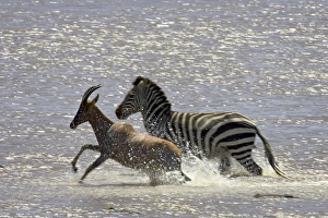 Images Dated 19th October 2006: Grants zebra