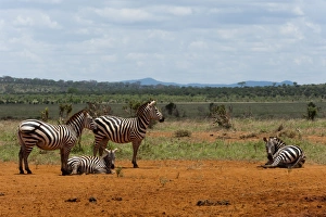 Lying Prints: Grants zebra (Equus burchellii boehmi), Tsavo East National Park, Kenya