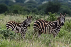 Tsavo Prints: Grants zebra (Equus quagga boehmi), Tsavo, Kenya, East Africa, Africa