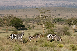 Zebras Prints: Grants zebra (Equus quagga boehmi), Lualenyi Game Reserve, Kenya, East Africa