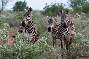 Grants zebra (Equus quagga boehmi), Lualenyi Game Reserve, Kenya, East Africa