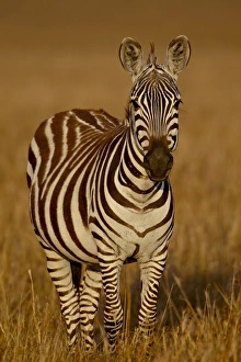 Images Dated 11th October 2007: Grants Zebra (Plains Zebra) (Common Zebra) (Equus burchelli boehmi) in early light