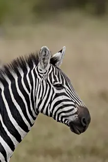 Grants Zebra (Plains Zebra) (Common Zebra) (Equus burchelli boehmi), Masai Mara National Reserve