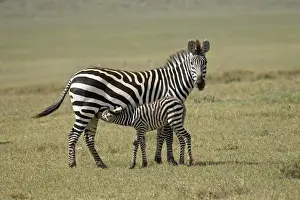 Grants zebra (Plains Zebra) (Common Zebra) (Equus quagga boehmi) nursing