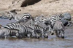 Mara River Prints: Grants zebras (Equus burchellii boehmi) crossing the Mara River, Masai Mara, Kenya