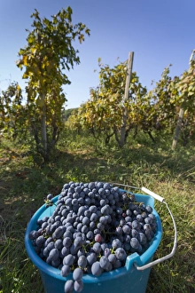 Grape crop harvest and vineyard, Lumbarda, Korcula, Dubrovnik-Neretva County, Dalmatia