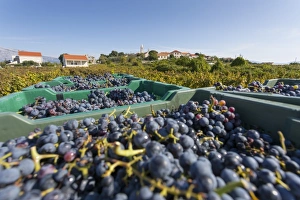 Korcula Prints: Grape crop harvest and vineyard, Lumbarda, Korcula, Dubrovnik-Neretva County, Dalmatia