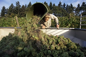 Mosel Valley Prints: Grape harvest